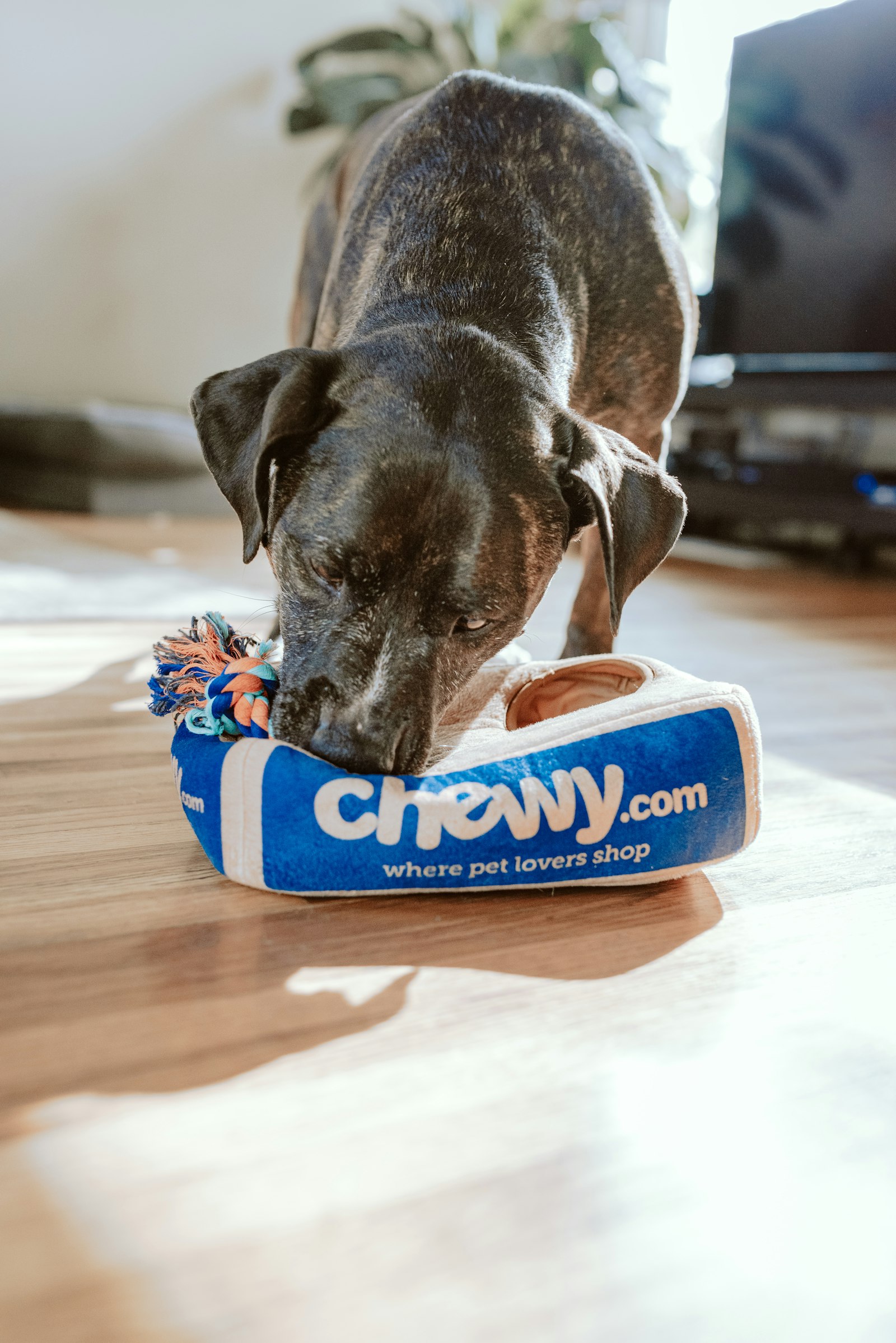 Operação real — Pet e-com